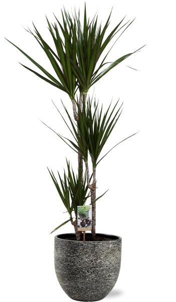 Dracaena Marginata - Ø21cm - ↕120cm + Tim Pot D24x22cm - Zwart Wit