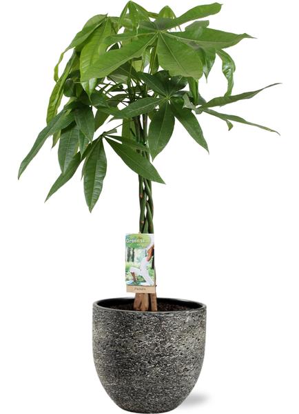 Pachira Aquatica - Ø21cm - ↕90cm + Tim Pot D24x22cm - Zwart Wit