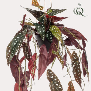 Kunst Begonia Maculata - Kunsthangplant - Stippenbegonia - 80 cm Everspring