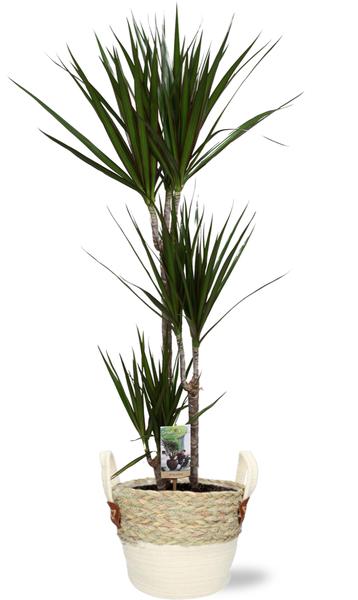 Dracaena Marginata - Ø21cm - ↕120cm + Lily Pot D23x20cm - Wit