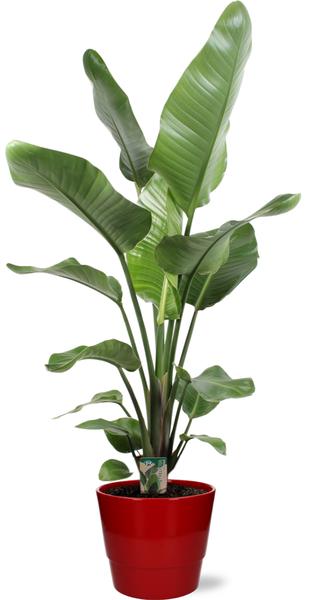 Strelitzia Nicolai - Ø21cm - ↕120cm + Pot Basic D22x19cm - Rood