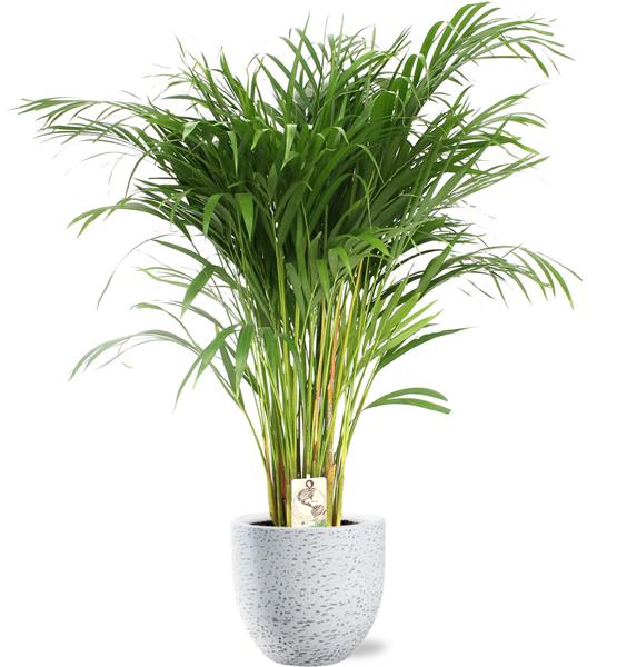 Dypsis Lutescens - Ø24cm - ↕120cm + Tim Pot D24x22cm - Wit