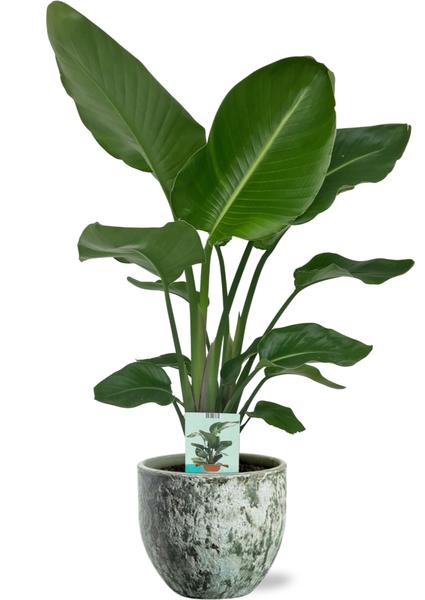 Strelitzia Nicolai - Ø19cm - ↕90cm +  Sem Pot D20x18cm - Groen