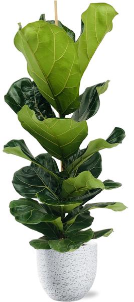 Ficus Lyrata - Ø21cm - ↕100cm + Tim Pot D24x22cm - Wit