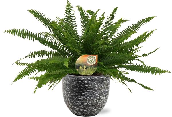 Nephrolepis Green Lady - Ø17cm - ↕40cm + Tim Pot D18x16cm - Zwart Wit